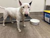 adoptable Dog in  named A523298