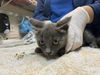 adoptable Cat in  named CATALINA