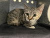 adoptable Cat in  named A523396