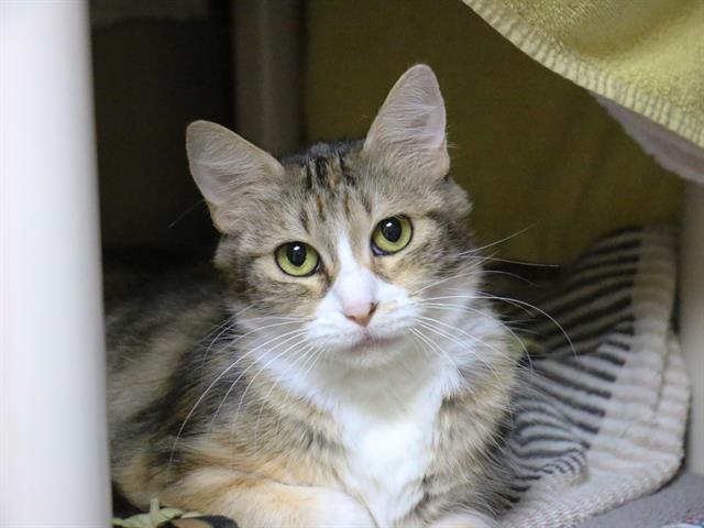 adoptable Cat in Pasadena, CA named A523241