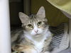 adoptable Cat in  named A523241