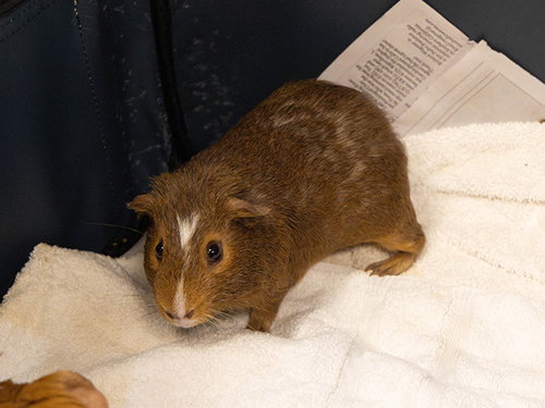 MEATBALL - Guinea Pig available for adoption