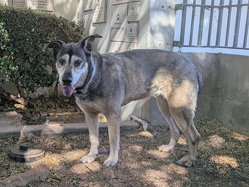 picture of the dog needing adoption