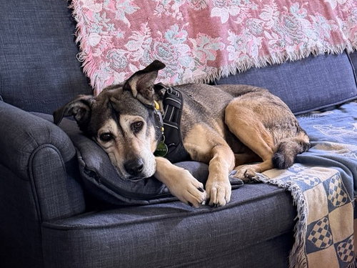 KAYLA, an adoptable German Shepherd Dog in Pasadena, CA