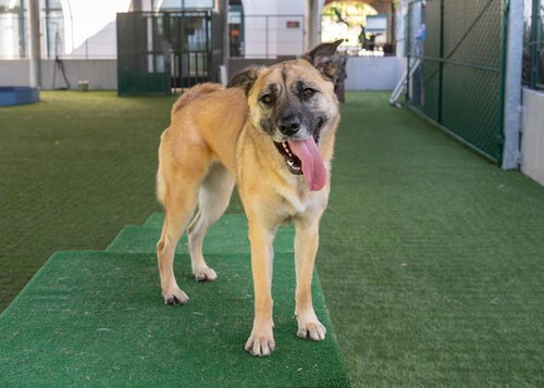 picture of the dog needing adoption