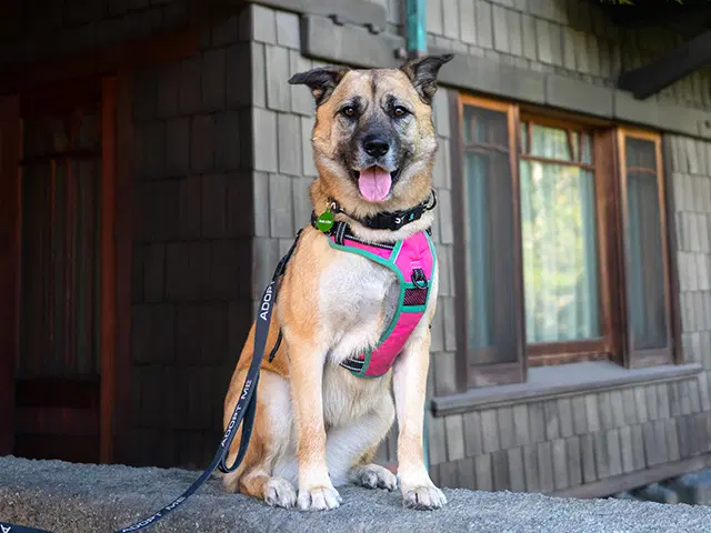 Kona - German Shepherd Dog