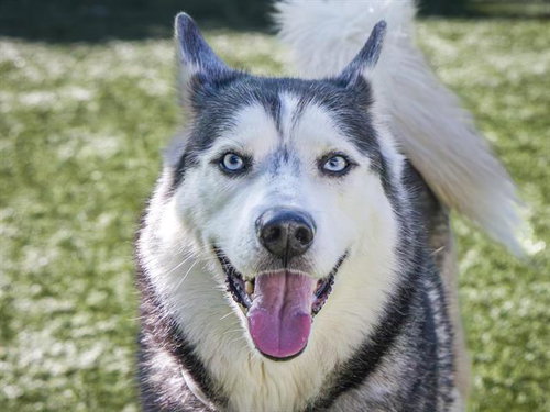 LOGAN - Husky available for adoption
