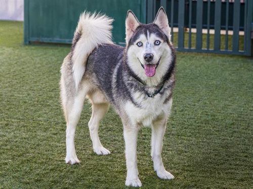 LOGAN - Husky available for adoption