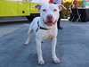 ELMER - Photo 1