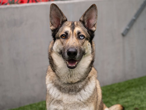 picture of the dog needing adoption