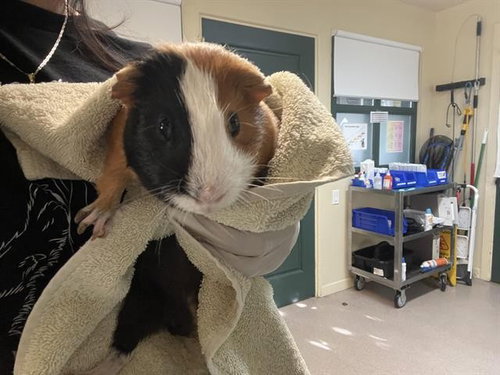 BROWNIE - Guinea Pig available for adoption