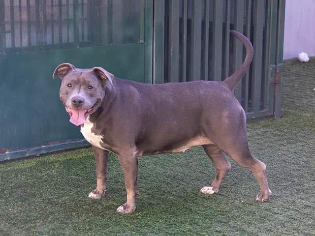Chica - Pit Bull Terrier