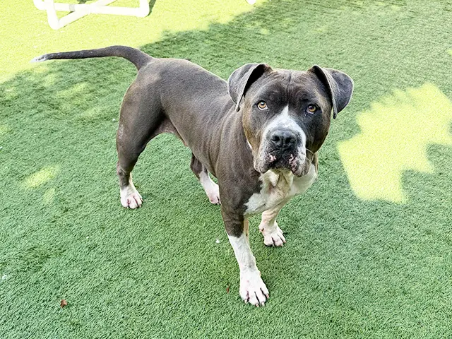 Boda - Pit Bull Terrier