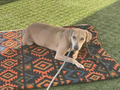 PEARL, an adoptable Beagle in Pasadena, CA