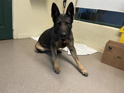 picture of the dog needing adoption