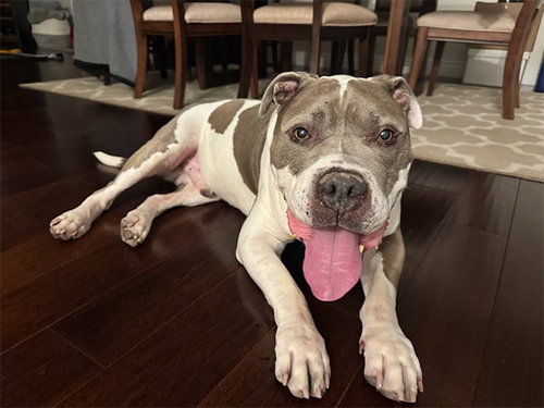 MAXIMUS, an adoptable Pit Bull Terrier in Pasadena, CA