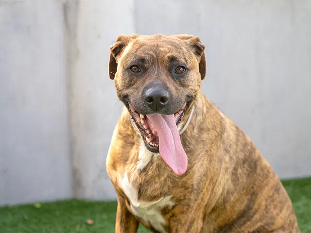 Raya - Pit Bull Terrier