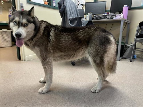 LULU, an adoptable Siberian Husky in Pasadena, CA