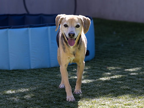 CARTER, an adoptable Beagle in Pasadena, CA