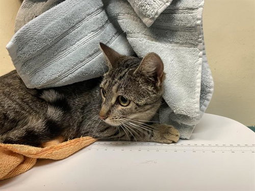 picture of the cat needing adoption