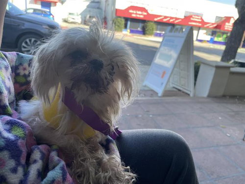 A527659, an adoptable Maltese in Pasadena, CA