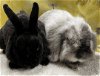 adoptable Rabbit in waynesboro, VA named Shadow and Storm
