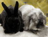 adoptable Rabbit in  named Shadow and Storm