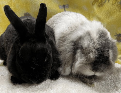 Shadow and Storm, a rabbit for adoption from Bunny Lu Adoptions Inc aka Bunny Lu Rabbit Rescue