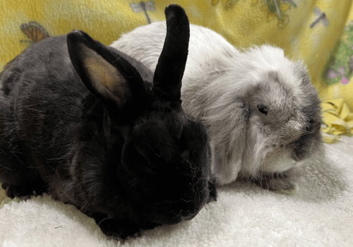 Photo 2 of Shadow and Storm