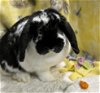 adoptable Rabbit in  named Beatrix