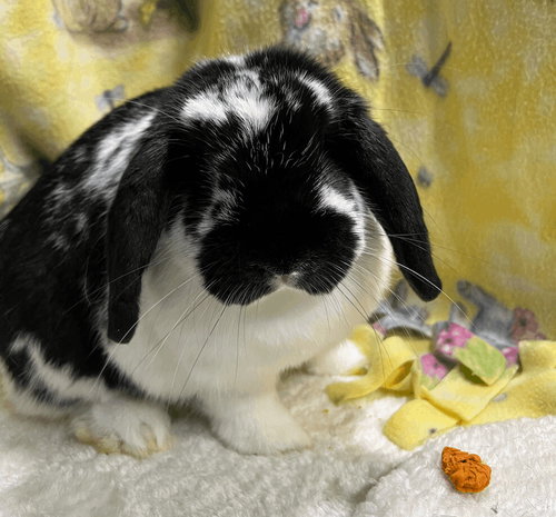 Beatrix, a rabbit for adoption from Bunny Lu Adoptions Inc aka Bunny Lu Rabbit Rescue