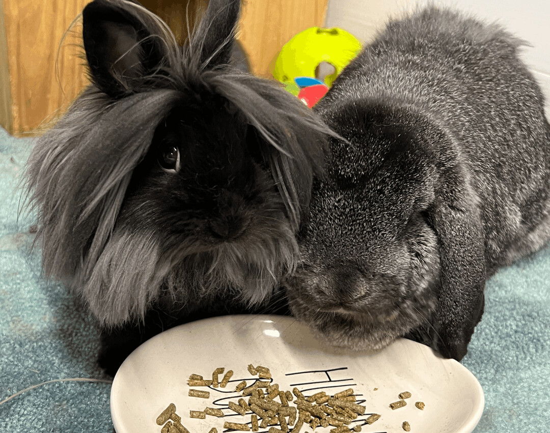 adoptable Rabbit in Waynesboro, VA named Nala and Simba