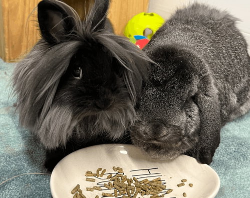 Nala and Simba, a rabbit for adoption from Bunny Lu Adoptions Inc aka Bunny Lu Rabbit Rescue