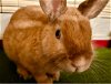 adoptable Rabbit in waynesboro, VA named Marty