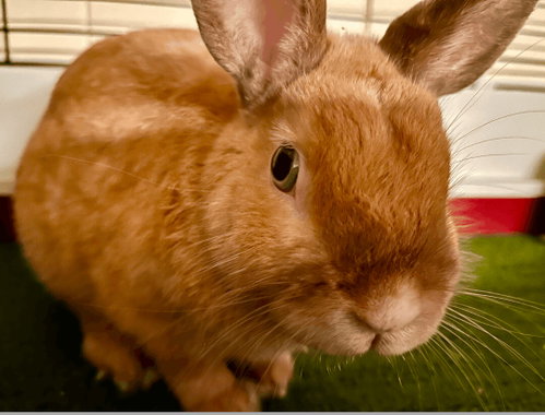 Marty, a rabbit for adoption from Bunny Lu Adoptions Inc aka Bunny Lu Rabbit Rescue