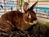 adoptable Rabbit in , VA named Louise