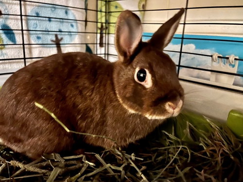Louise, a rabbit for adoption from Bunny Lu Adoptions Inc aka Bunny Lu Rabbit Rescue