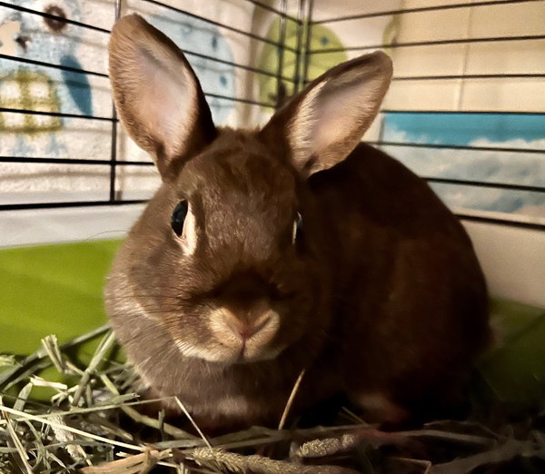 Louise