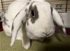 adoptable Rabbit in  named Georgette