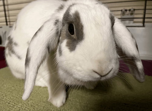 Georgette, a rabbit for adoption from Bunny Lu Adoptions Inc aka Bunny Lu Rabbit Rescue
