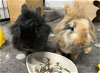 adoptable Rabbit in  named Ginger and Newton