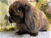 adoptable Rabbit in  named Parker