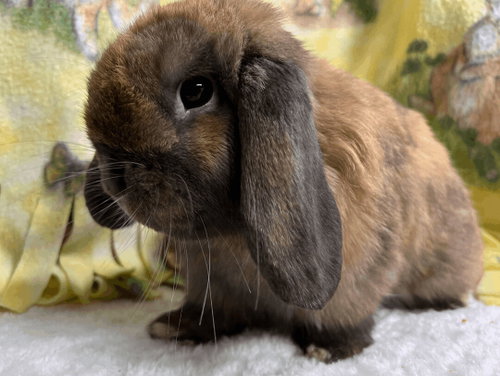 Parker, a rabbit for adoption from Bunny Lu Adoptions Inc aka Bunny Lu Rabbit Rescue