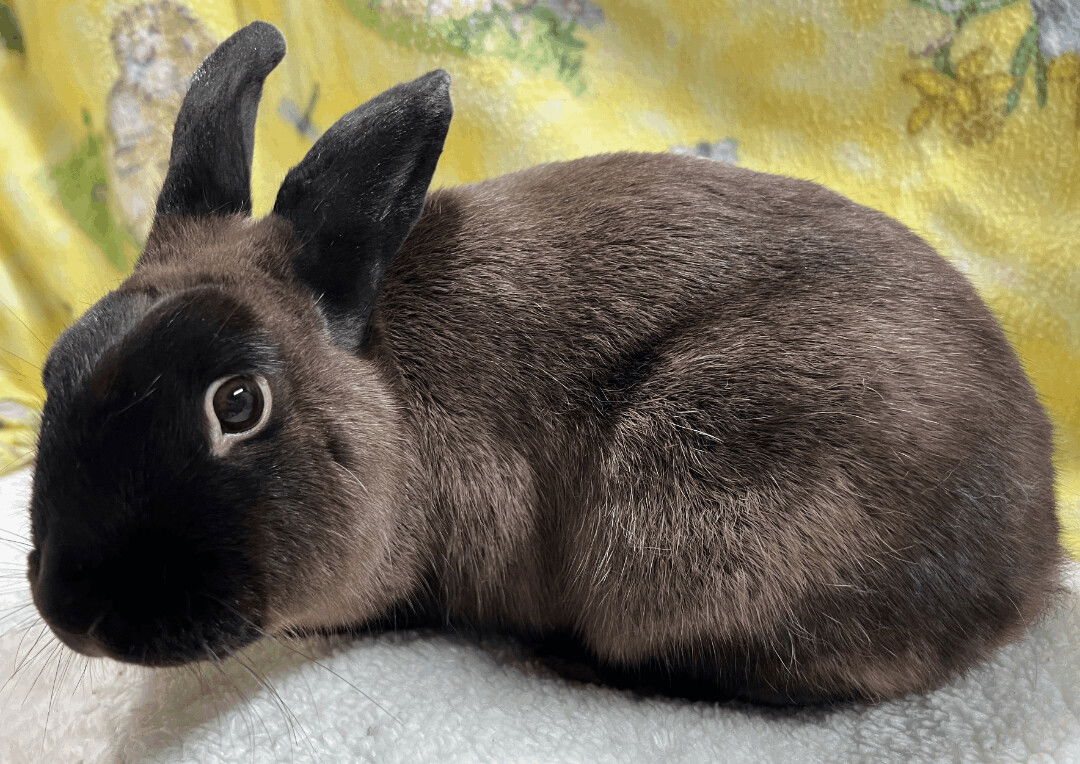 adoptable Rabbit in Waynesboro, VA named Mikey