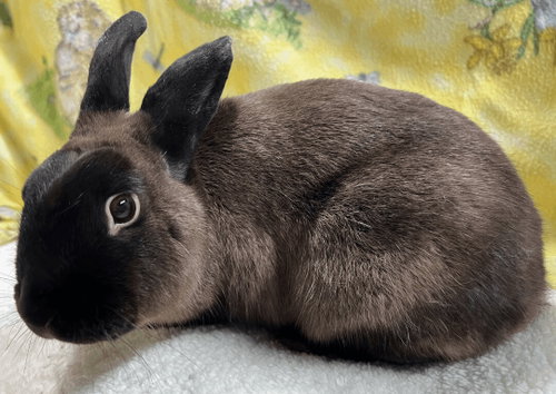 Mikey, a rabbit for adoption from Bunny Lu Adoptions Inc aka Bunny Lu Rabbit Rescue
