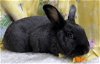 adoptable Rabbit in waynesboro, VA named Vinny
