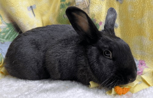 Vinny, a rabbit for adoption from Bunny Lu Adoptions Inc aka Bunny Lu Rabbit Rescue