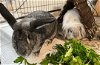 adoptable Rabbit in waynesboro, VA named Odin and Khaleesi
