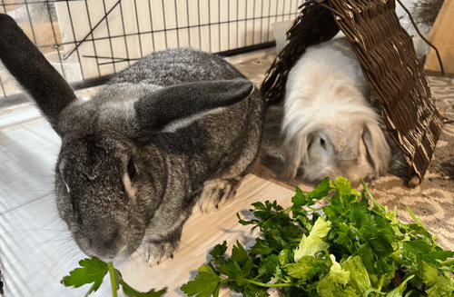 Odin and Khaleesi, a rabbit for adoption from Bunny Lu Adoptions Inc aka Bunny Lu Rabbit Rescue