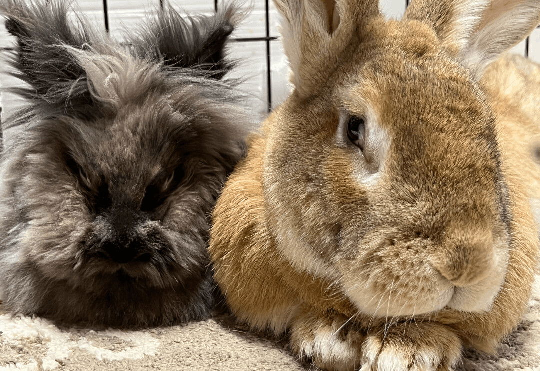 adoptable Rabbit in Waynesboro, VA named Moose and Squirrel